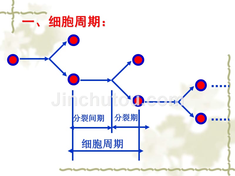 细胞的增殖复习_第5页