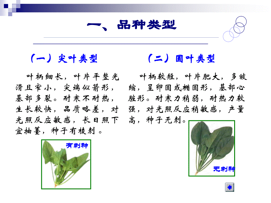 设施菠菜栽培_第3页