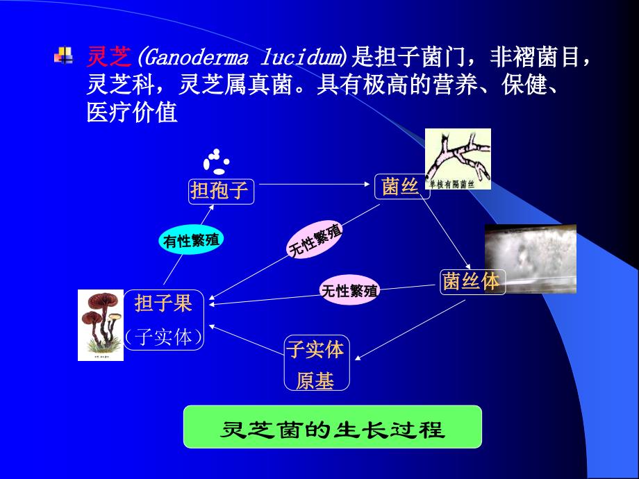 灵芝糖肽复合物的研究进展_第4页