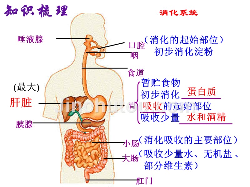 新陈代谢综合复习_第1页