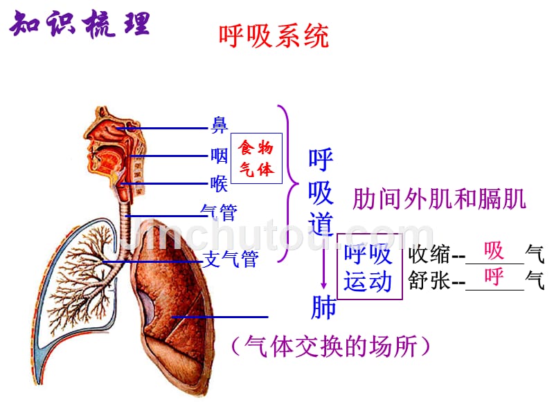 新陈代谢综合复习_第5页