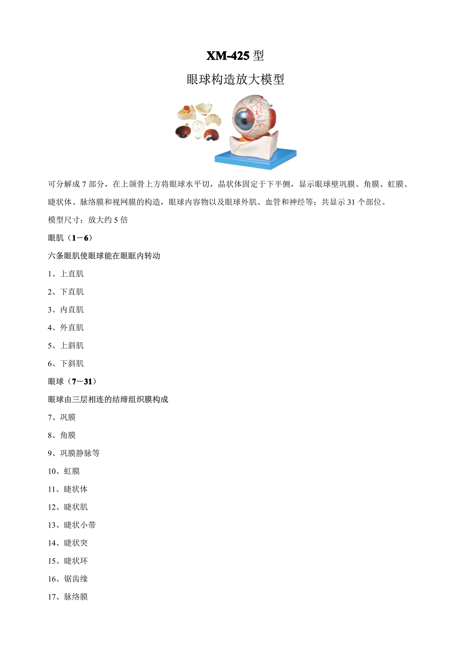眼球构造放大模型眼球构造模型_第1页