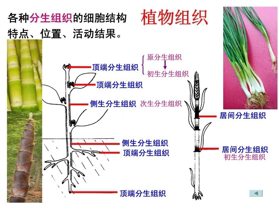 植物形态结构2011.1.25_第5页