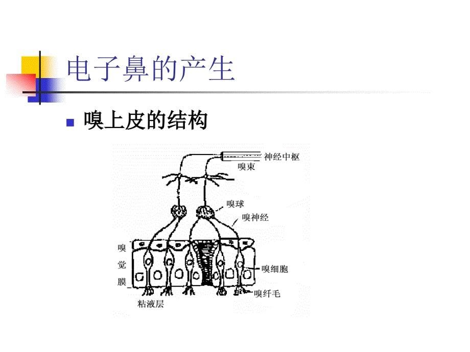 电子鼻技术及其在食品领域的应用_第5页