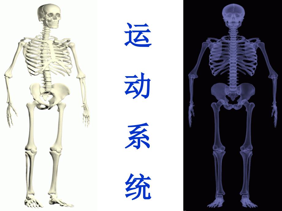 骨学课件_第1页