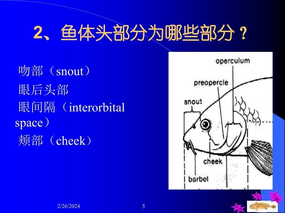 鱼类的形态构造_第5页