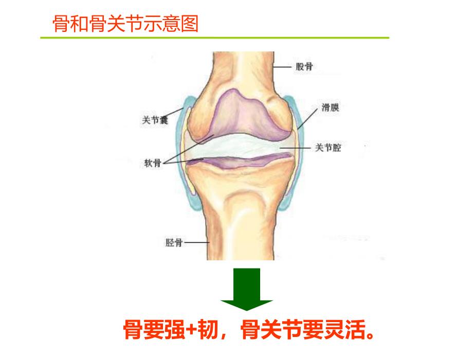 骨病与氨糖_第2页