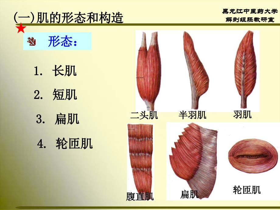 骨骼肌医学课件_第3页