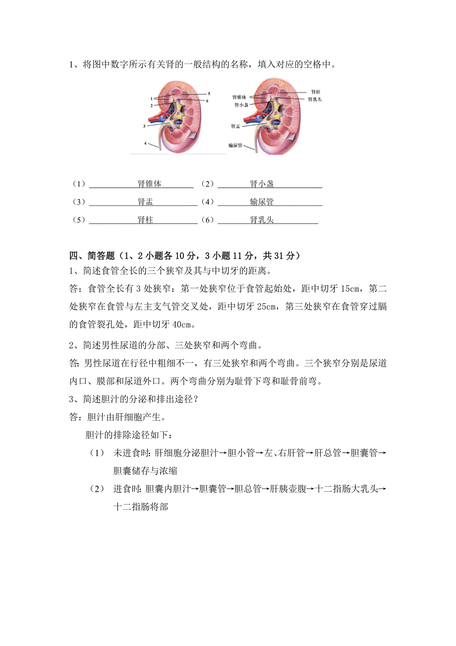 人体解剖学考试答案_第3页