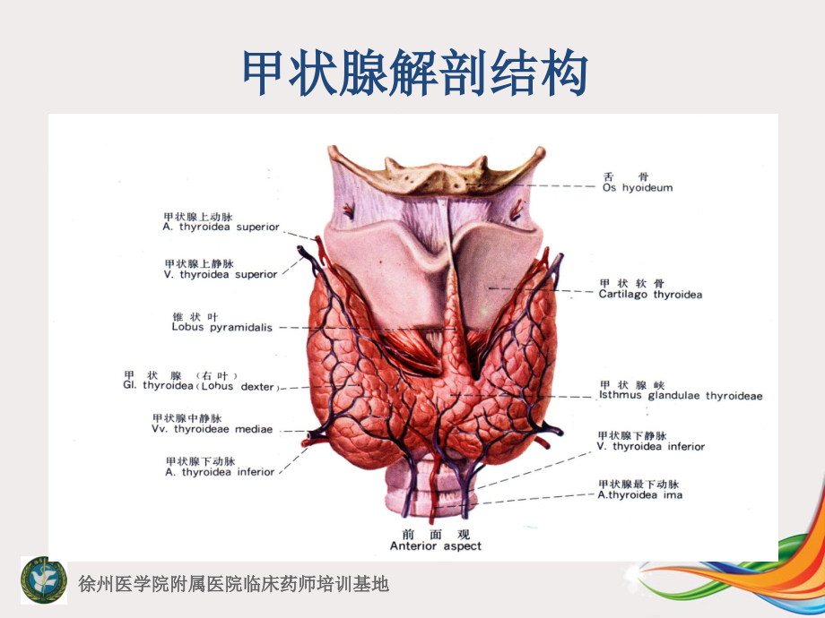 甲状腺疾病_基础医学_医药卫生_专业资料_第3页