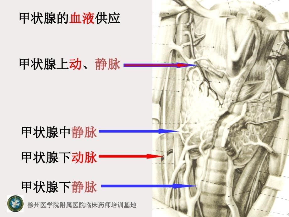 甲状腺疾病_基础医学_医药卫生_专业资料_第5页