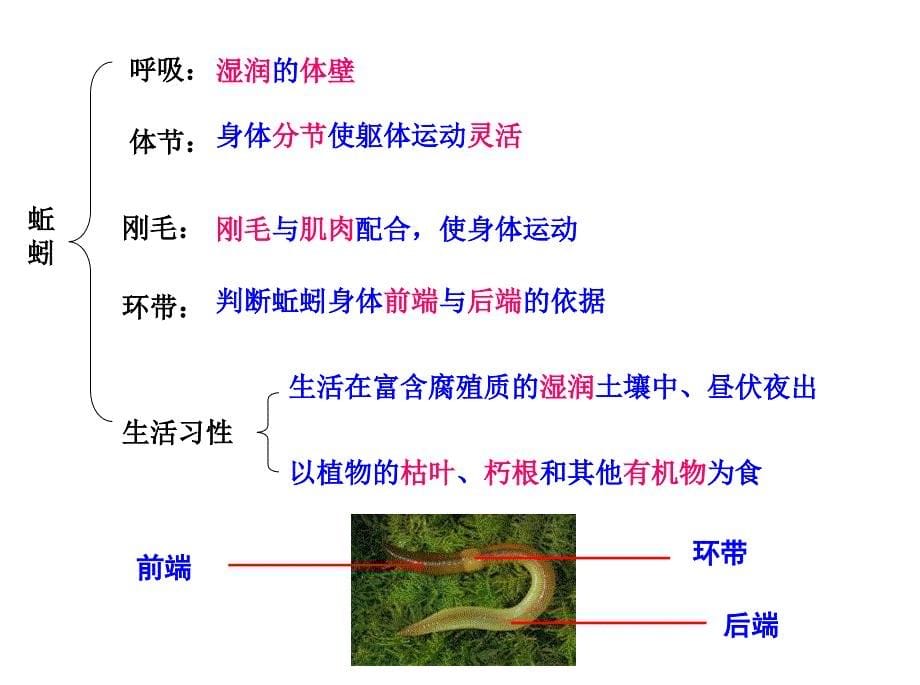 八年级生物：八年级上册生物期末复习提纲_初二生物课件(1)_第5页