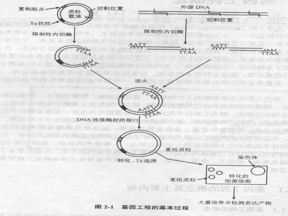 第二章基因工程原理及其在食品工业中的应用_第5页