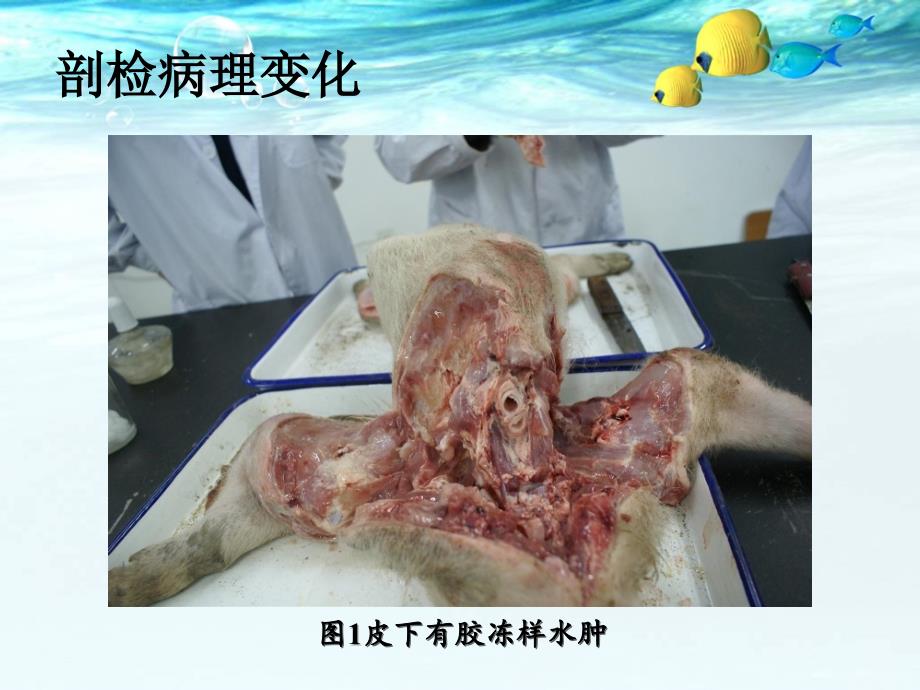 猪蓝耳病圆环病毒病和链球菌混合感染的病理学观察毕业论文_第4页