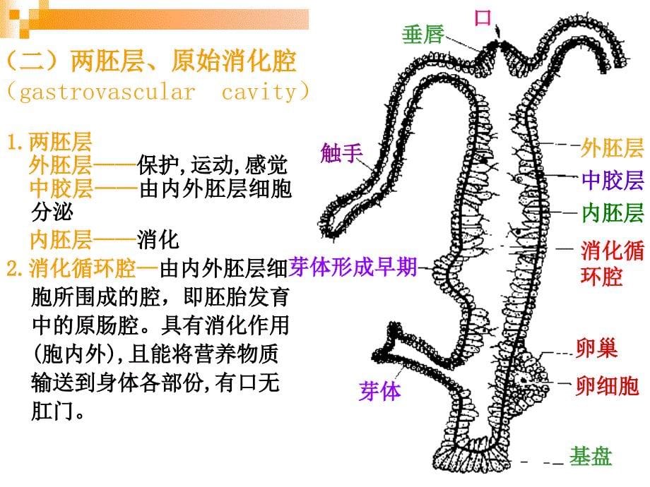 6腔肠动物门_第5页