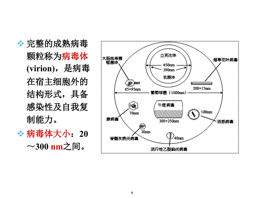 病毒的基本性状ppt课件_第4页