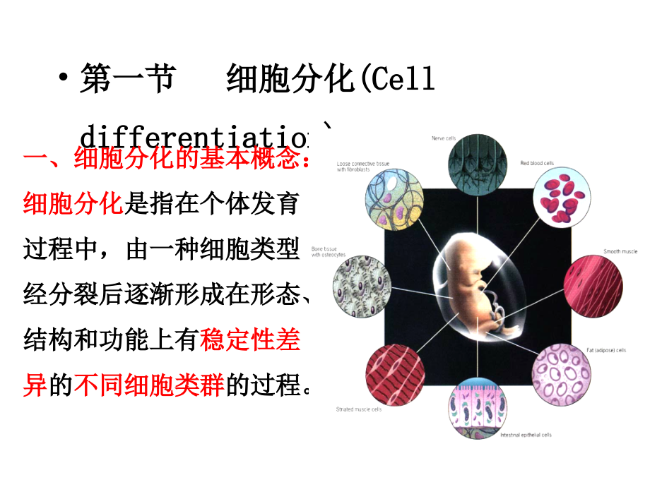 第十五章-细胞分化与胚胎发育_第3页