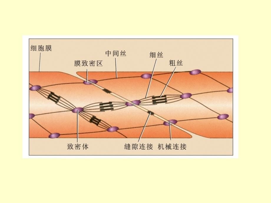 细胞生理学原理第14章平滑肌_第5页