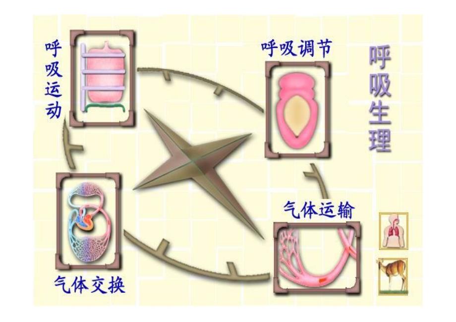 人体解剖生理学-第七章呼吸系统_第2页