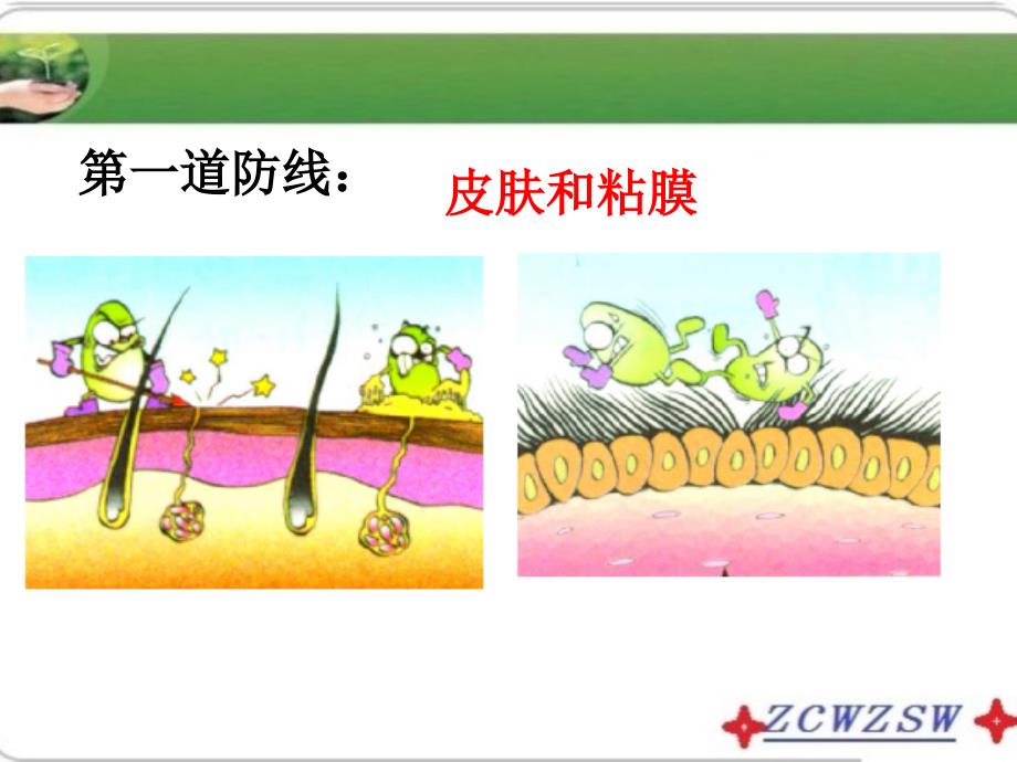 济南版七年级下册（新）第三单元第六章《免疫与健康》课件_第4页