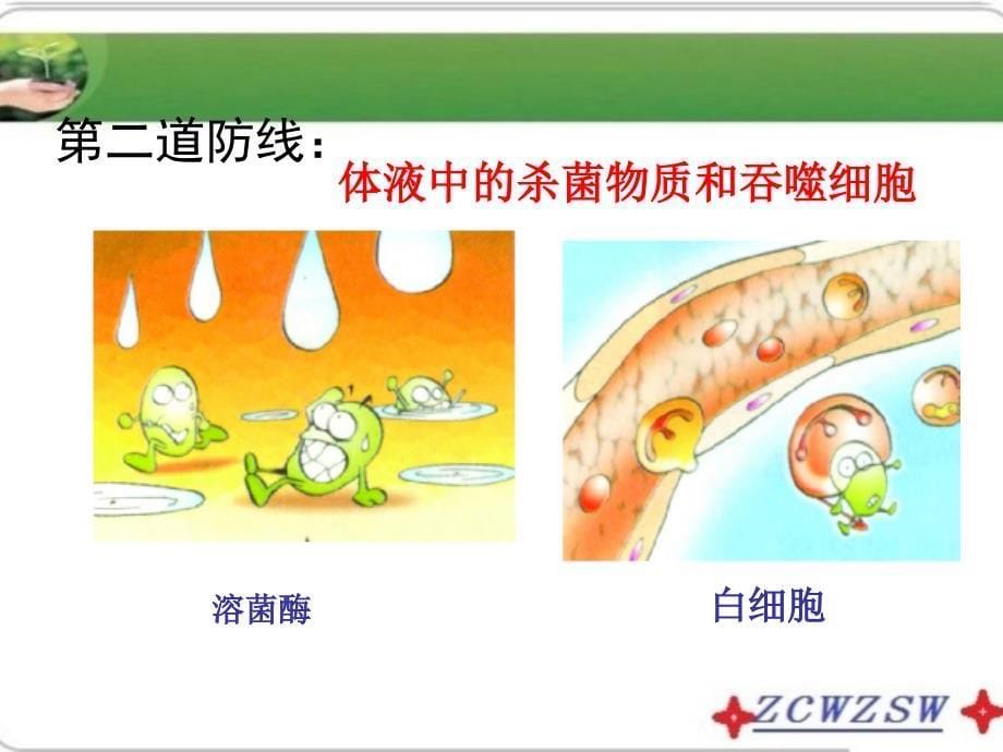 济南版七年级下册（新）第三单元第六章《免疫与健康》课件_第5页