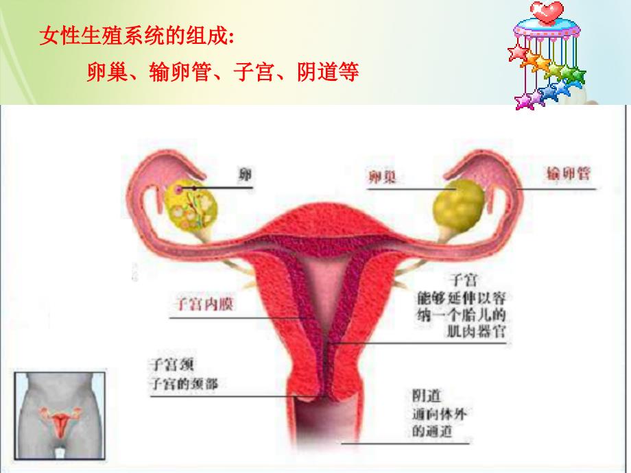 苏教版七年级生物下册第八章第一节精卵结合孕育新的生命_第4页