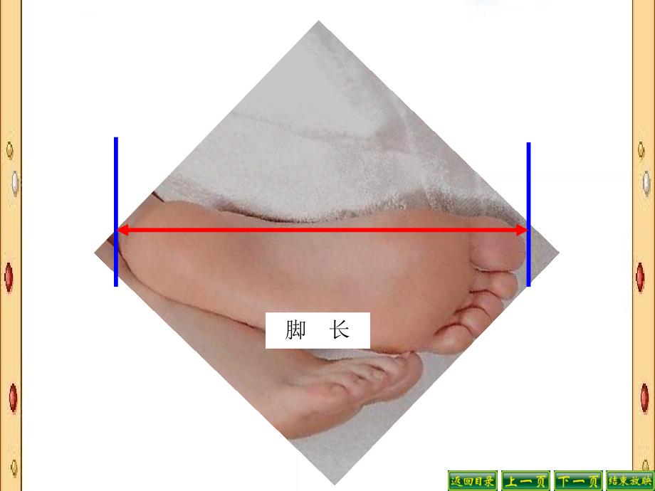 新北师大版二年级上册数学寻找身体上的数学秘密_第4页