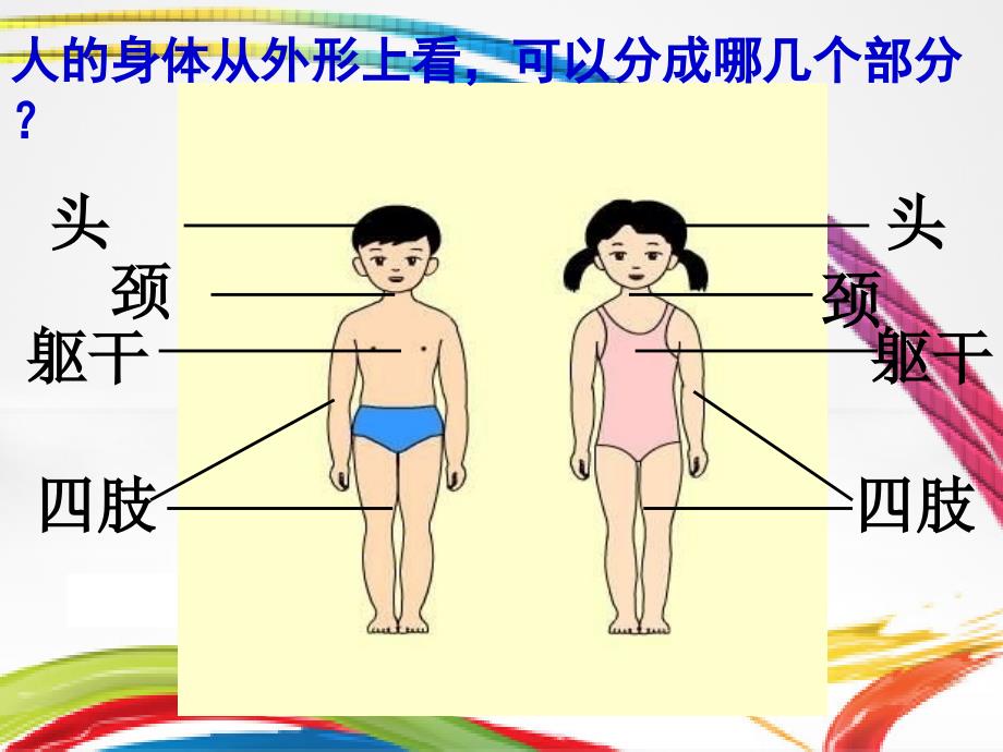 小学品德与生活二年级上册《了解我的身体》ppt课件_第4页