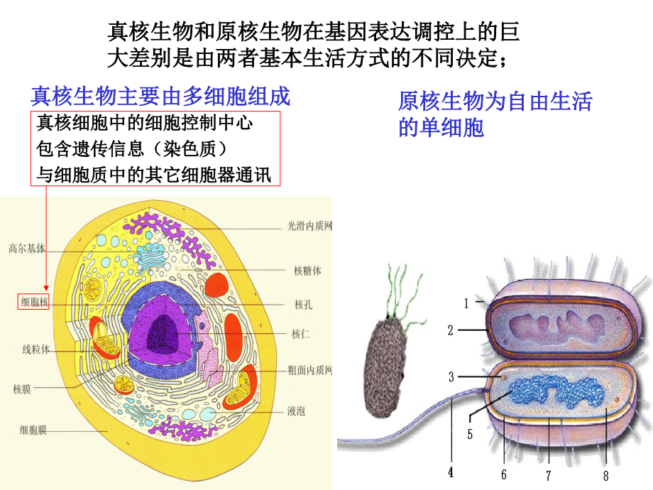 基因调控-第七章真核基因表达调控的一般规律_第2页