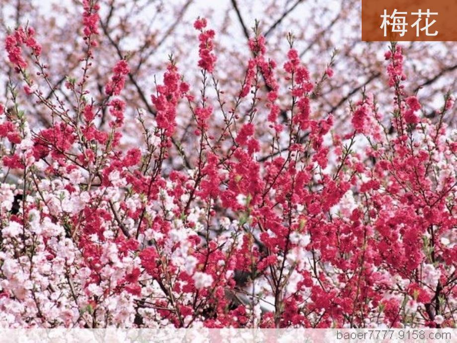 （人教新课标）二年级品德与生活下册课件花草树木点头笑_第2页