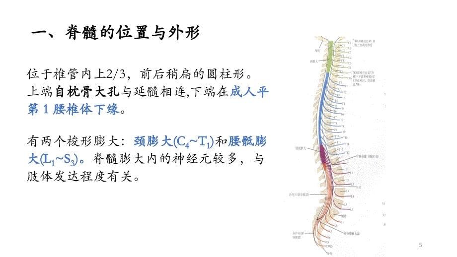 脊髓ppt课件_第5页