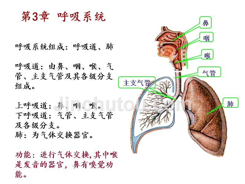 呼吸系统ppt课件_第4页