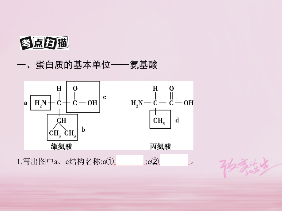 2019版高考生物一轮复习第1单元细胞的分子组成与结构第3讲蛋白质、核酸、糖类和脂质课件_第3页