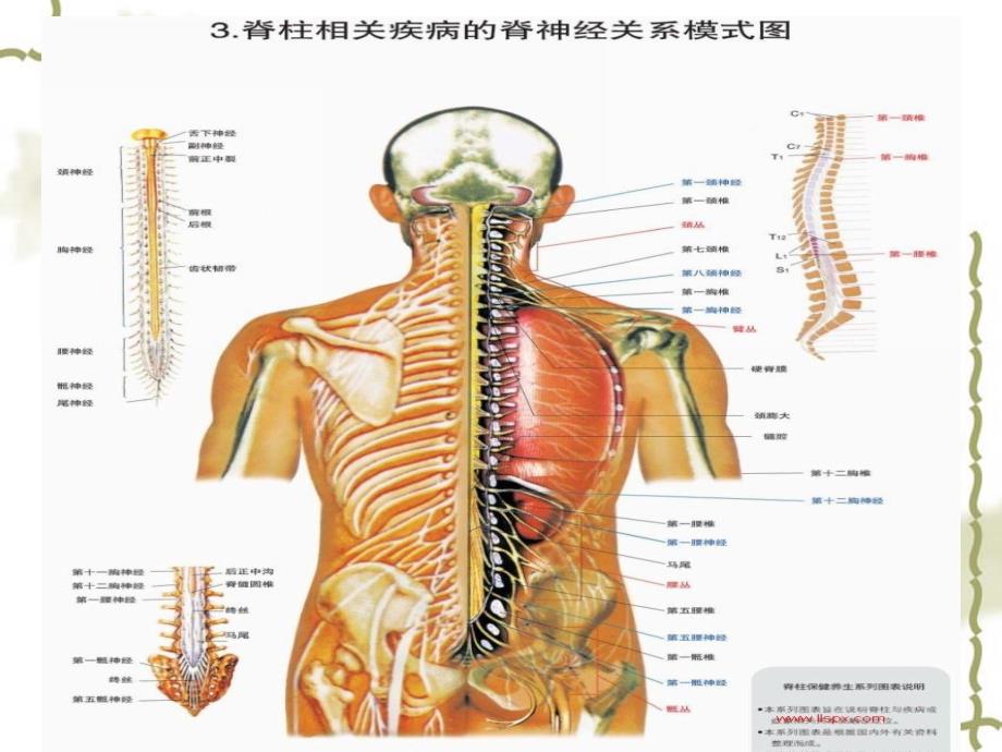脊椎患者手术护理常规ppt课件_第4页
