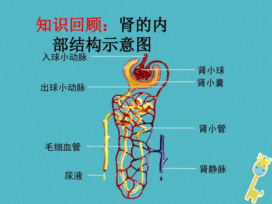 河南省荥阳市七年级生物下册4.5人体内废物的排出（第2课时）课件（新版）新人教版_第4页