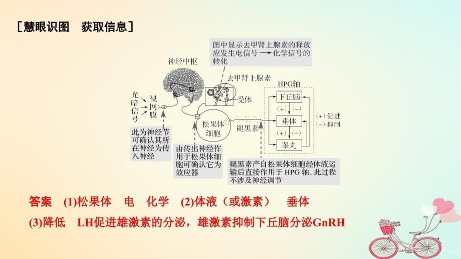 2019版高考生物大一轮复习第八单元生命活动的调节补上一课5（含实验素养提升5）课件_第5页