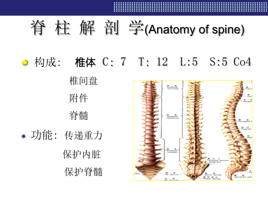 脊柱与四肢神经检查PPT课件_第2页