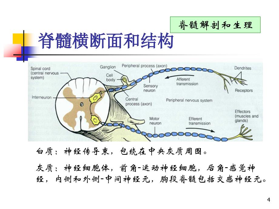 脊髓损伤基本概念及并发症的处理PPT课件_第4页