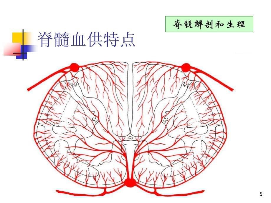 脊髓损伤基本概念及并发症的处理PPT课件_第5页