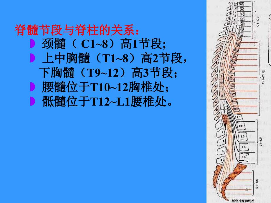 脊髓病PPT课件_第4页