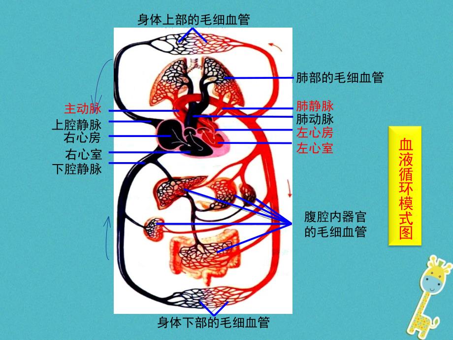 河南省荥阳市七年级生物下册4.4.3输送血液的泵——心脏（第2课时）课件（新版）新人教版_第3页