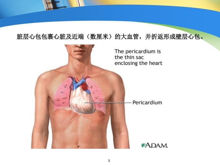 急性心包炎ppt课件_第5页