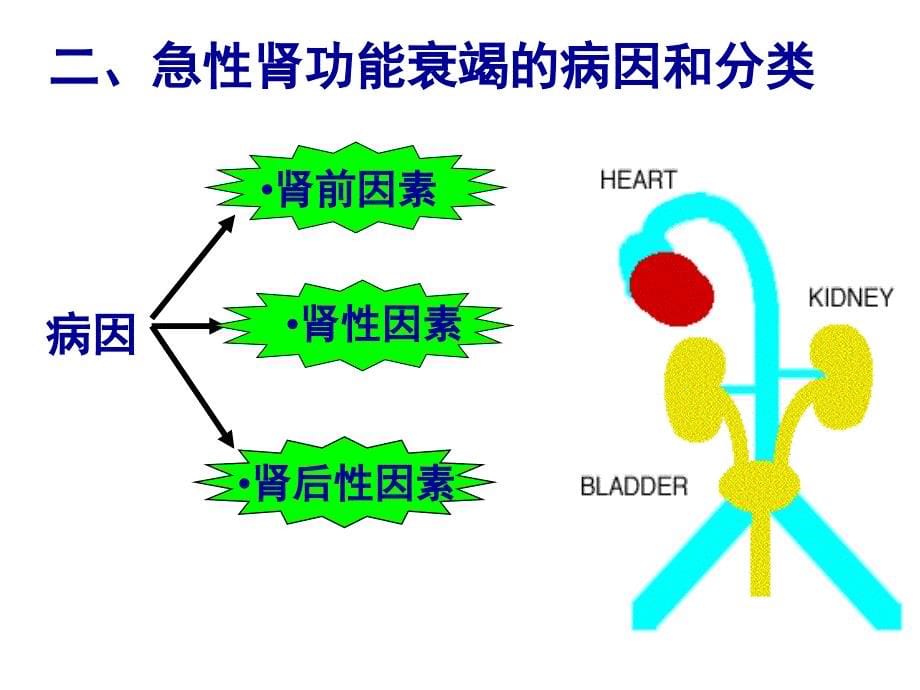 急性肾功能衰竭的病因和分类ppt课件_第5页