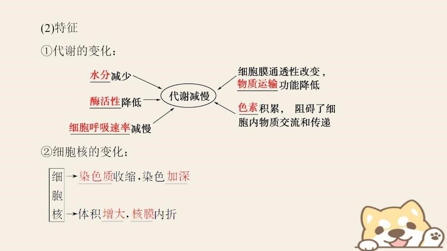 2018版高中生物第六章细胞的生命历程第3、4节细胞的衰老和凋亡细胞的癌变课件新人教版必修1_第5页