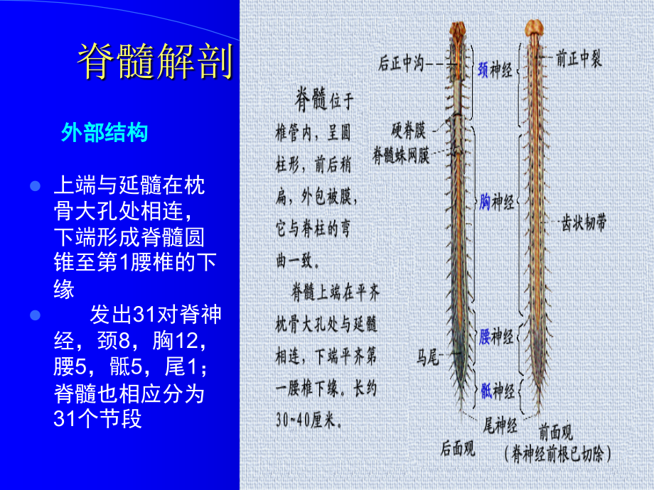 脊髓影像学诊断解剖表现PPT课件_第2页