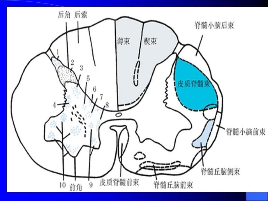 脊髓影像学诊断解剖表现PPT课件_第5页