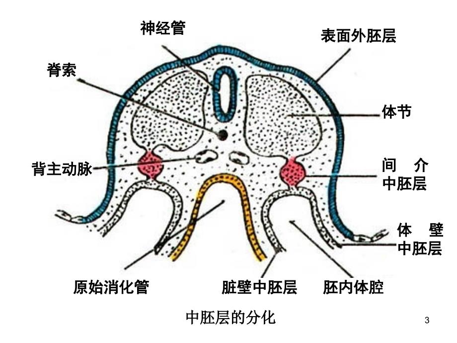 泌尿生殖系统的发生PPT课件_第3页