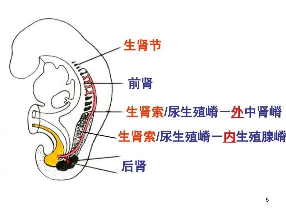 泌尿生殖系统的发生PPT课件_第5页