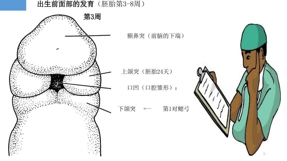 颅颌面生长发育PPT课件_第5页