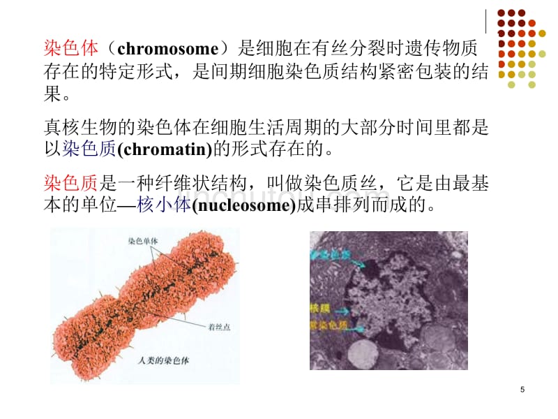 染色体与DNA1PPT课件_第5页